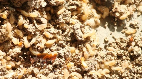 Termites Nesting eat paper Stock Footage 47485126