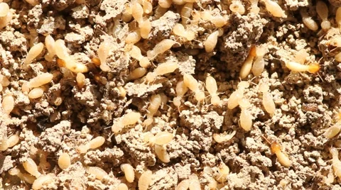 Termites Nesting eat paper Stock Footage 47488598