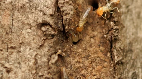 Termites or white ants Stock Footage 42131818