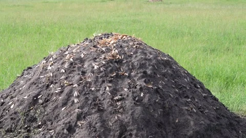 Termites out of the termite mound after the storm Stock Footage 285154340