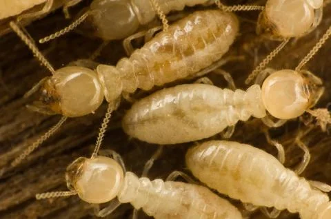 Termites 스톡 사진