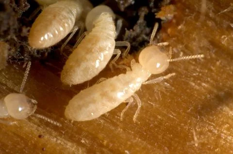 Termites Stock Photos