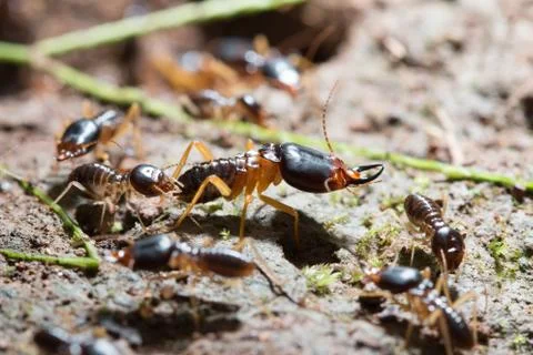 Termites Stock Photos