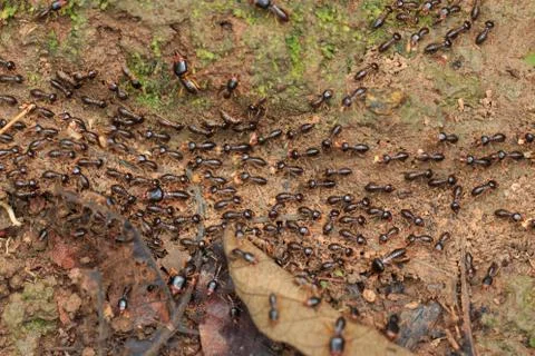 Termites Stock Photos