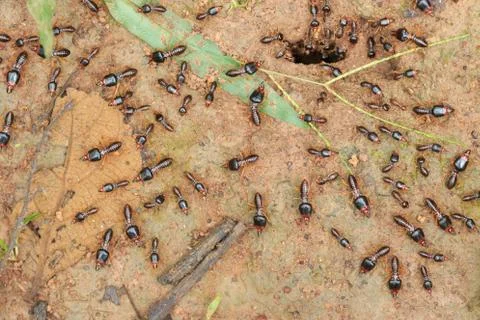 Termites Stock Photos