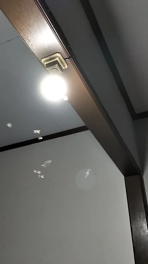 Termites playing with lights Stock Footage 288722671