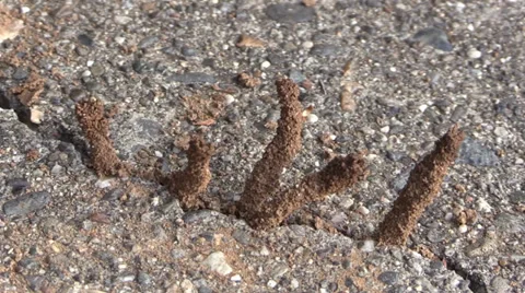 Termites preparing to swarm Stock Footage 37106251