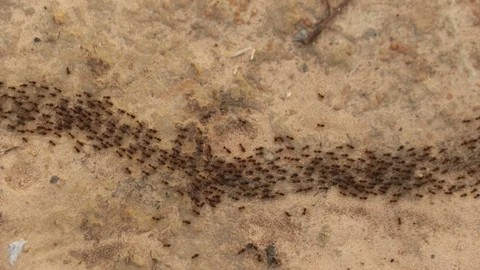 Termites return to its nest. Stock Footage 86783628