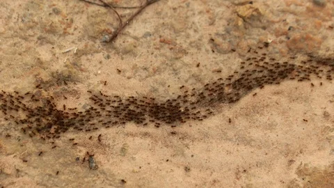 Termites return to its nest. Stock Footage 86783632