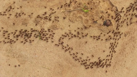 Termites return to its nest. Stock Footage 86783685
