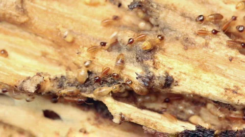 Termites in a rotting log Stock Footage 741452