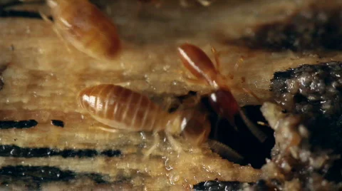 Termites in a rotting log | Stock Video | Pond5