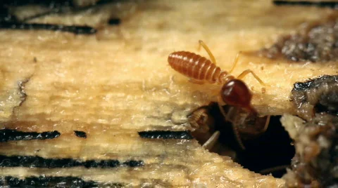Termites in a rotting log Stock Footage 742077