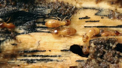 Termites in a rotting log Stock Footage 1036751