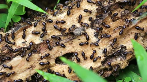 Termites in a rotting log rainforest wood Stock Footage 56226547