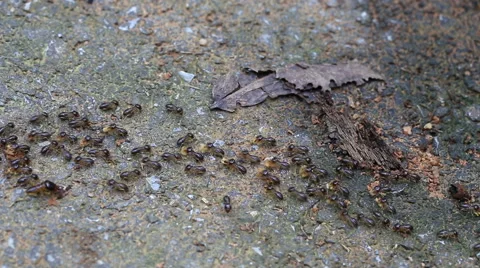 Termites running on rainforest ground, carrying little wood pieces and food Stock Footage 56165195