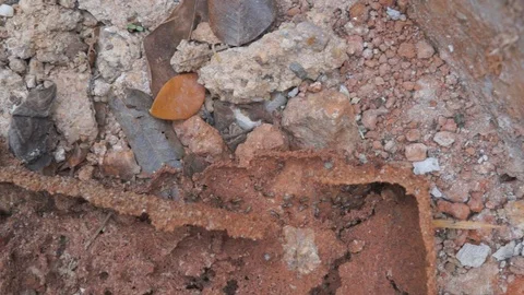 Termites running through tunnels and eating wood. Stock Footage 86246386