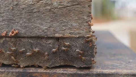 Termites running through tunnels and eating wood. 스톡 동영상 87336312