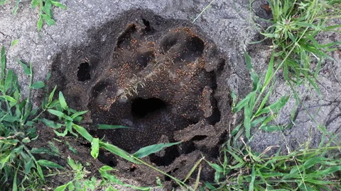 Termites swarm all over large ground termite nest in grassland soil Stock Footage 303875155