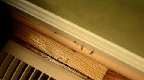 Termites Swarming Video stock 11060772