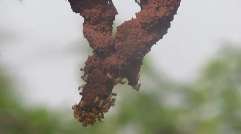 Termites on their nest Stock Footage 33031415