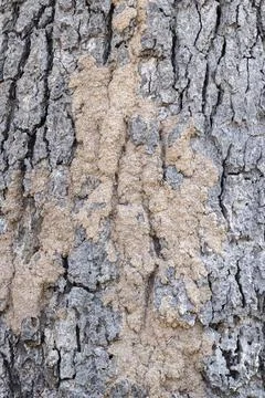 Termites on tree bark, mud from termites on tree trunks. Stock Photos
