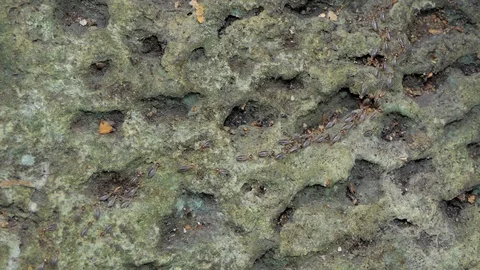 Termites in tropical rain forest. Stock-Footage 93426842