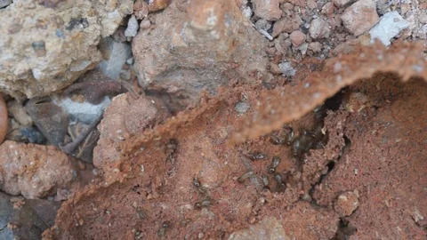 Termites walking on the hive Stock Footage 95680718
