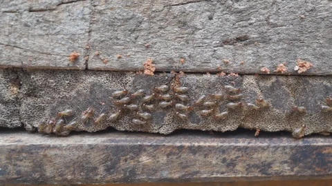 Termites walking on old wood. 動画素材 95680829