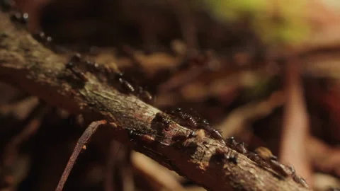 Termites Walking Over Branch, Borneo, Indonesia Stock Footage 142918472