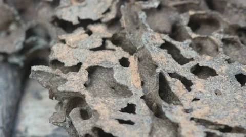 Termites walking in their nest Video stock 60849581