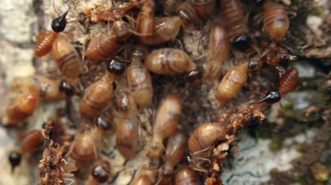 Termites workers running in a tunnel on a tree trunk Stock Footage 756537