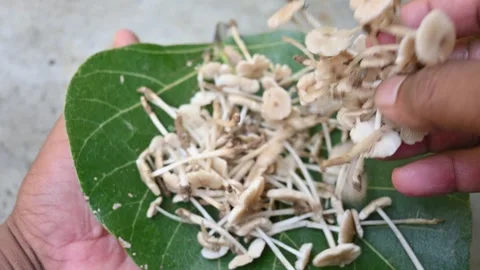 Termitomyces mushrooms. 库存影片 289273587