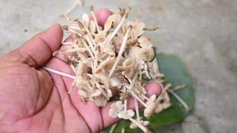 Termitomyces mushrooms. Stockbeeldmateriaal 289273654