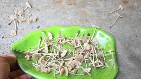 Termitomyces mushrooms. Stockbeeldmateriaal 289273837