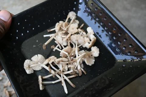 Termitomyces mushrooms. Stock Photos