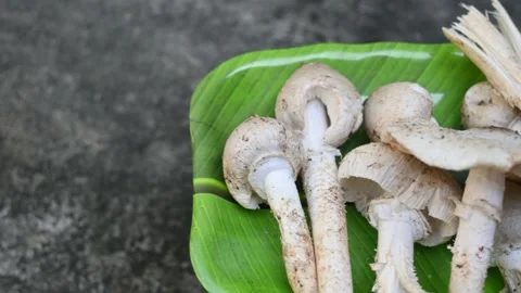 Termitomyces schimperi mushroom. Stock Footage 295508526