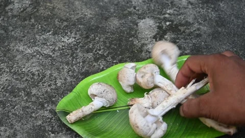 Termitomyces schimperi mushroom. Stock Footage 295622216