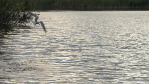Tern 23 hd 7 20 100fps Stock Footage 171569393
