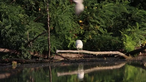 A tern attacks a little egret in flight. In slow motion. Stock Footage 314998894