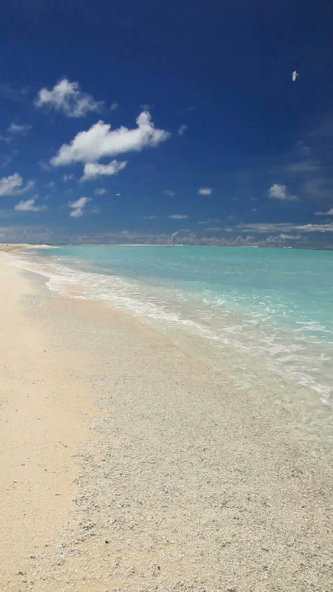 The Tern, the Beach, and the Waves Lapping at the Shore Stock Footage 324921055