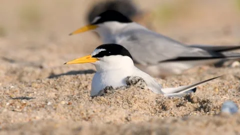 A Tern on the Beach Stock Footage 157067790