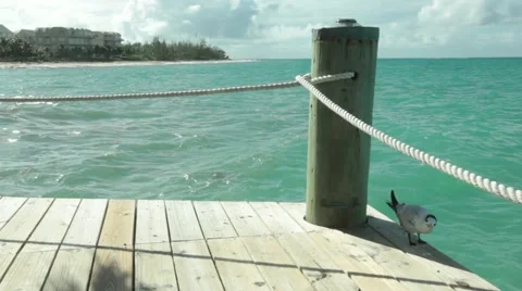 Tern Bird On Beach Deck 스톡 동영상 58844077