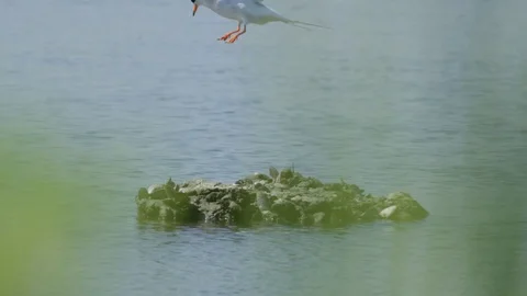 Tern Bird Taking Flight 4k Stock Footage 79665429