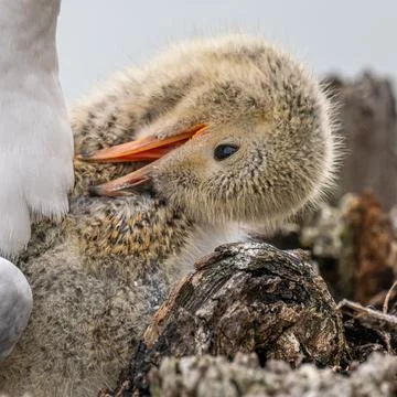 Tern chick in a nest Stock Photos
