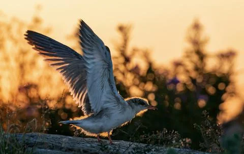 Tern chick with spread wings on a stone. Spreading wings. Side view, back sun Stock Photos