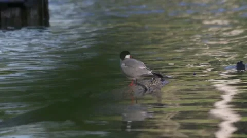 Tern cleans its feathers Video stock 314998935