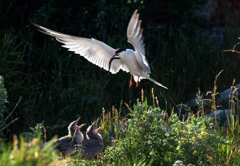Tern with a fish in its beak in flight. Adult common tern feeding chicks.   S Stock Photos