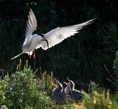 Tern with a fish in its beak in flight. Adult common tern feeding chicks.   S Stock Photos