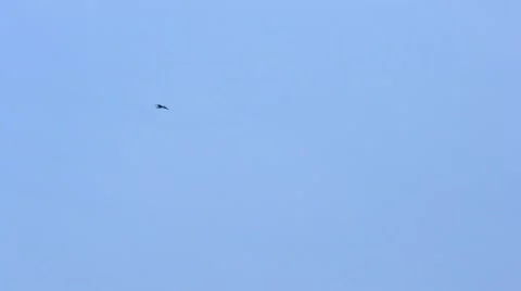 Tern flies beautifully on background of white and blue sky Stock Footage 54146017
